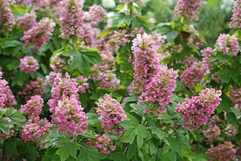 Hydrangea Not Blooming? Here’s What to Do