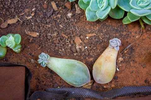 How to Propagate Succulents from a Cutting, Leaf or Pup