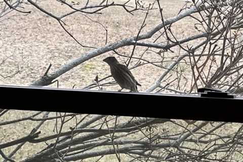 If Birds Peck at Your Windows and Mirrors, This is What it Means