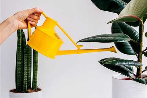 Everything You Need To Know About Watering Houseplants