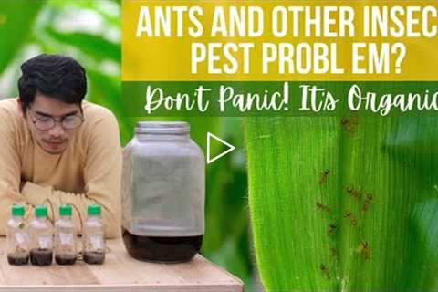 DIY | How to Make a Natural Insect Attractant | Living with Plants