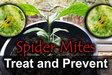 Spider Mites - 4 Ways To Naturally Get Rid Of Them