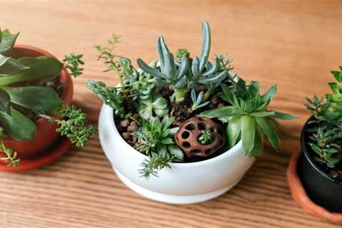 How To Take Care of Succulents