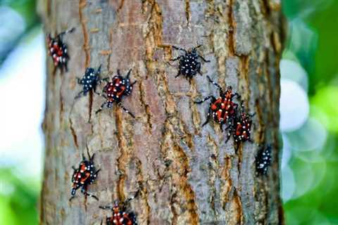 If You Find a Spotted Lanternfly in Your Yard, This Is What to Do