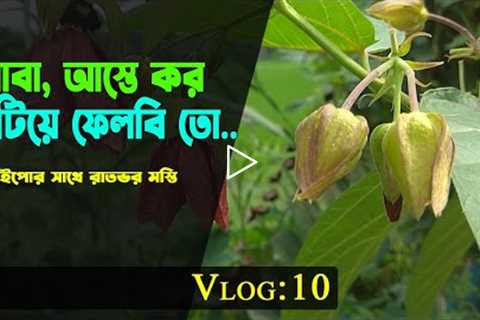 Natural Vlog - 10 || Plants & flower review || Indian Heliotrope || Abroma Augustum || Nipa's..