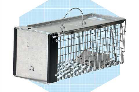 9 Best Rat Traps