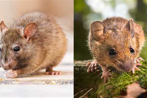 Rats vs. Mice: Which Causes More Damage to Your Home?