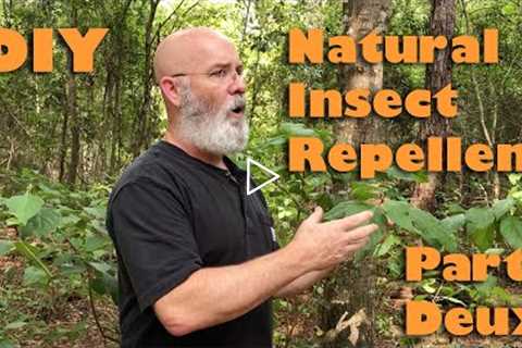 Natural Insect Repellent with Beautyberry part Deux