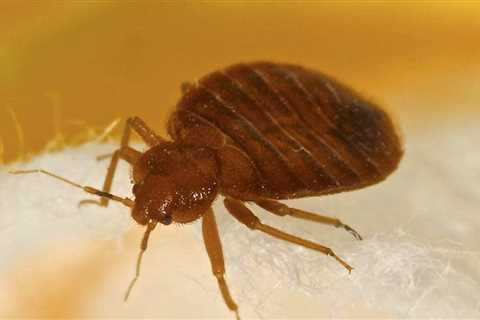 How Much Does it Cost to Exterminate Bed Bugs? - SmartLiving - (888) 758-9103