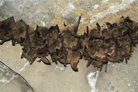 How Much Does Bat Removal Cost? - SmartLiving - (888) 758-9103
