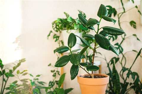 How to Repot a Rubber Plant to Keep Your Ficus Elastica Healthy and Vibrant