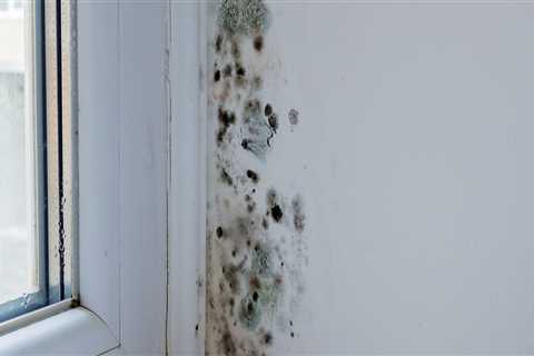 Who is responsible for mold in a new house?