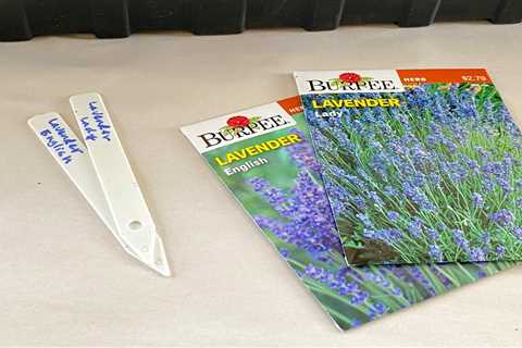 Growing Lavender From Seeds