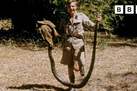 Watch Young David Attenborough Encounter Animals in Their Natural Habitats: Video from the 1950s..