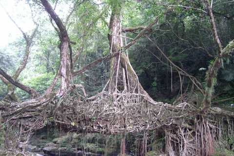 Behold the Bridges in India Made of Living Tree Roots