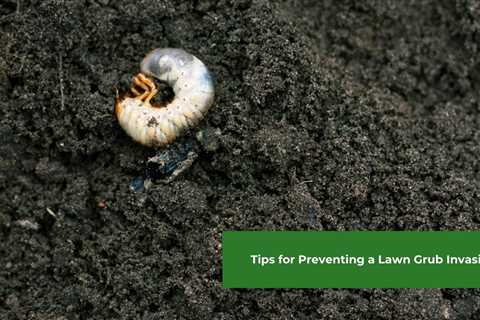 What Is Grub In Lawn? Lawn Grub Damage, Prevention & Control