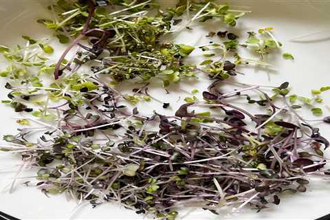 Gardyn Microgreens Growing Kit Review