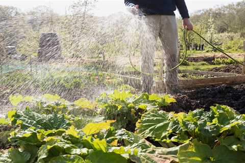 How To Water Your Vegetable Garden