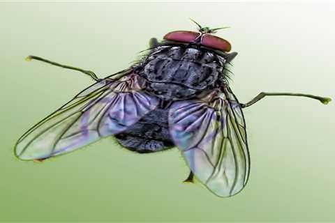 The 10 Most Common Types of Flies in the U.S.