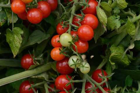 Beyond Big Boy: Grow New Types of Tomato Plants