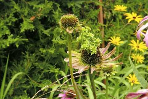 Aster Yellows Disease and Other Coneflower Problems