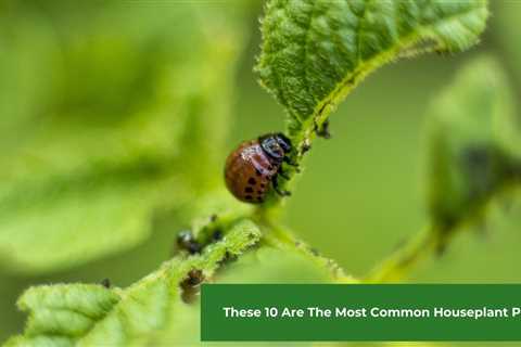 These 9 Are The Most Common Houseplant Pests