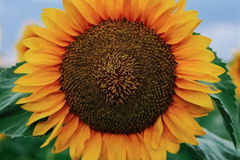 7 Favorite Sunflower Varieties for Fall