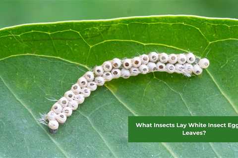 What Insects Lay White Insect Eggs On Leaves?