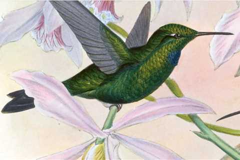 A Lavishly Illustrated Catalog of All Hummingbird Species Known in the 19th Century Gets Restored & ..