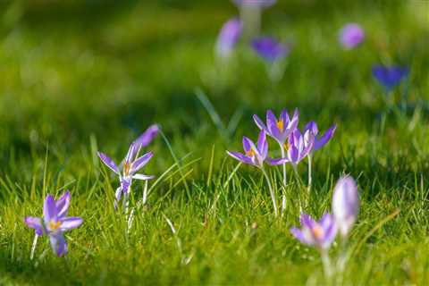 Plant Crocuses in Your Lawn in Fall for Spring Flowers