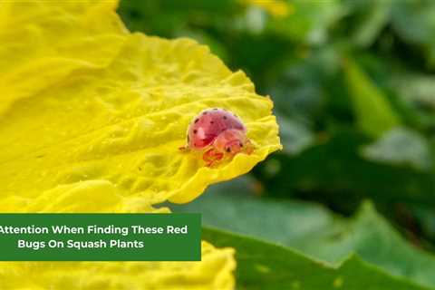 Pay Attention When Finding These Red Bugs On Squash Plants