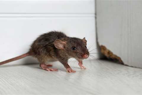 6 Things that Attract Mice