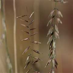 7 Native Grasses To Plant in Your Yard