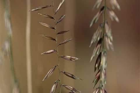 7 Native Grasses To Plant in Your Yard