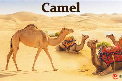 Camel Essay