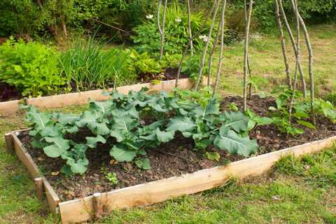 10 Tips for Starting a Vegetable Garden