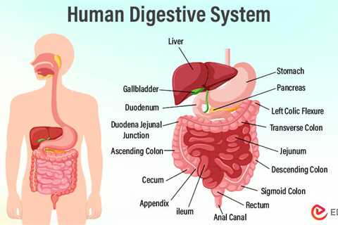 Essay on Human Digestive System