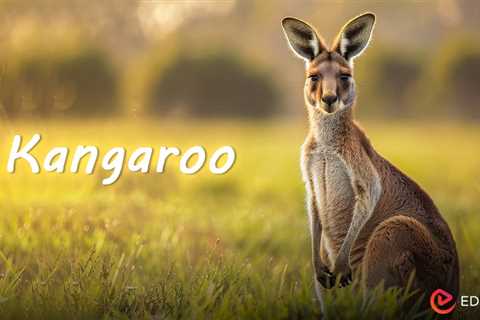 Kangaroo