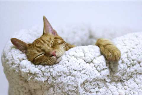 What the Pantone Color of the Year tells us about the year ahead